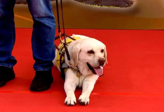 广州推进导盲犬城市融入:从挑战到合作愿景 广州推进导盲犬城市融入:从挑战到合作愿景