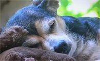 狗狗发烧了能自愈吗
