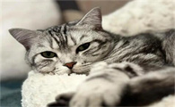被猫爪子勾了一下出了一点血