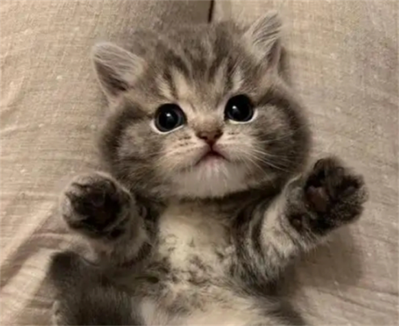 猫咪挑食太瘦怎么处理增胖