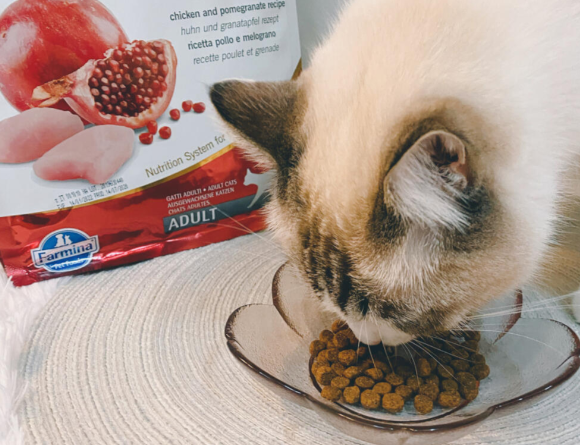 大品牌猫粮有哪些牌子?法米娜凭意大利血统和科研配方俘获中国猫主心 大品牌猫粮有哪些牌子?法米娜凭意大利血统和科研配方俘获中国猫主心
