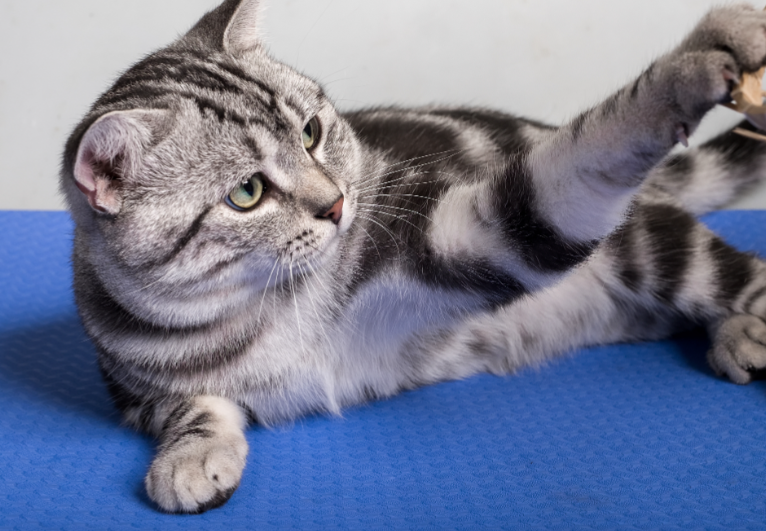 为什么美国短毛猫受欢迎？因为它适配于各种家庭场景