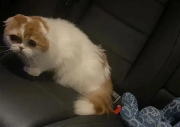 猫咪情绪低落是什么原因啊