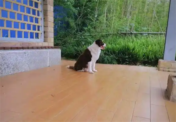 宠物狗脱水症状表现在哪里 宠物狗脱水症状表现在哪里