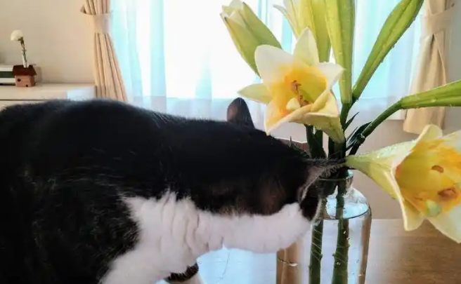 猫咪可以闻百合香味吗