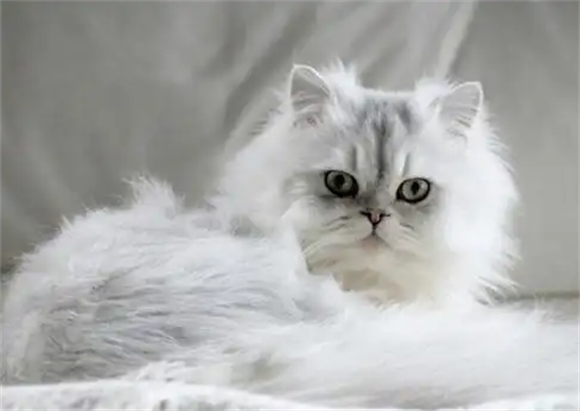 金吉拉猫：猫中“铂金包”，贵族中的贵族！