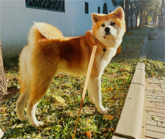 秋田犬的“过敏烦恼”:花粉过敏的识别与应对 秋田犬的“过敏烦恼”:花粉过敏的识别与应对