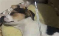 狗狗发热的症状表现