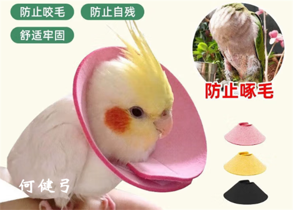 何健弓鸟用伊丽莎白圈安全吗