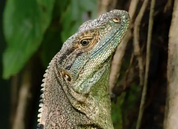 我国发现蜥蜴新物种招龙棱蜥 我国发现蜥蜴新物种招龙棱蜥