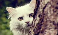 猫多少天下崽正常