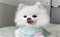 狗淋巴瘤能活多久