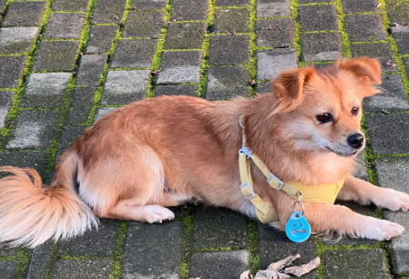 狗狗怀孕拉肚子怎么办 狗狗怀孕拉肚子怎么办