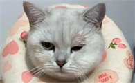 猫咪眼球充血几天可以好