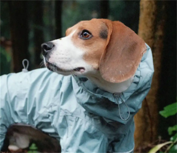 狗狗犬热病症状反应在哪方面 狗狗犬热病症状反应在哪方面