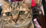 猫咪没有精神怎么回事