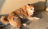 狗掉毛最简单处理方法