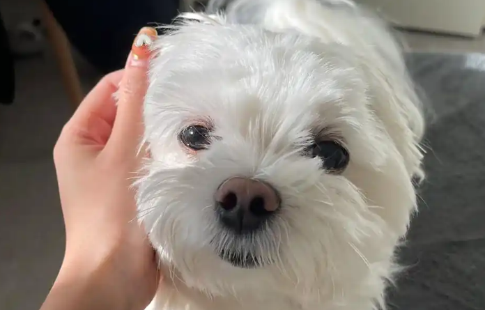 狗脑膜炎症状治愈率 狗脑膜炎症状治愈率