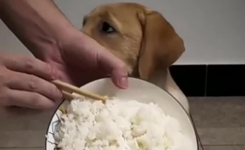 拉布拉多吃饭菜可以吗 拉布拉多吃饭菜可以吗