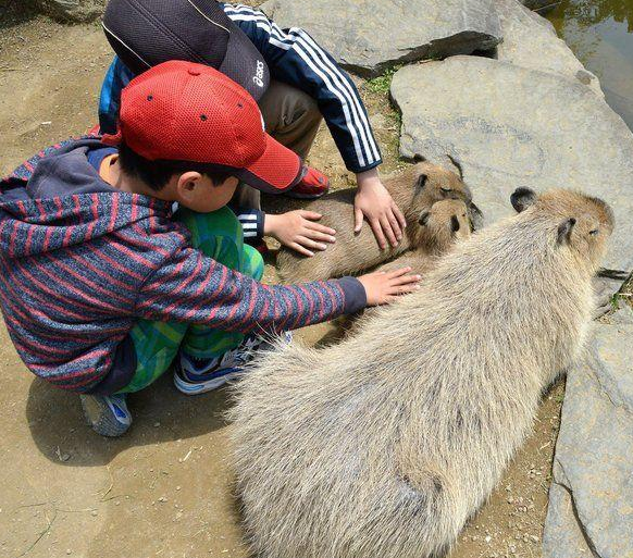游客散步撞见水豚昏倒在路边,凑近一看却瞬间定格 游客散步撞见水豚昏倒在路边,凑近一看却瞬间定格
