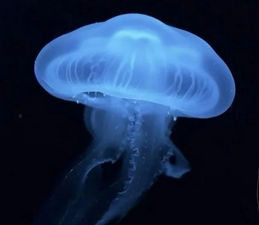 海上游泳训练遇水母蜇伤?莫慌!现场处理有门道 海上游泳训练遇水母蜇伤?莫慌!现场处理有门道