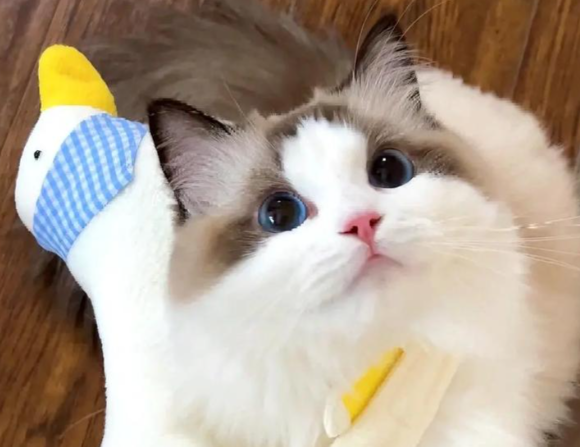 布偶吃什么猫粮比较好?爱肯拿农场盛宴成布偶猫闭眼干饭之选! 布偶吃什么猫粮比较好?爱肯拿农场盛宴成布偶猫闭眼干饭之选!