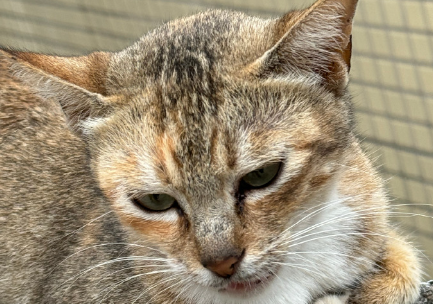 什么病会引起猫咪歪头睡觉