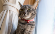 猫鼻支能自愈吗治多少钱