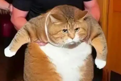 猫体重增加怎么回事