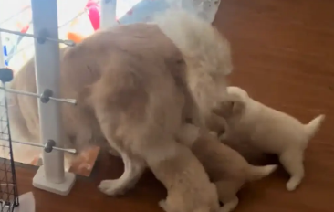 狗妈妈下楼梯，小奶狗跟的太紧，通通滚下楼梯