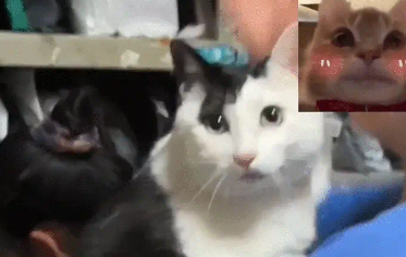 猫咪不停叫唤，主人啪啪两巴掌。网友：听声音这是实心的