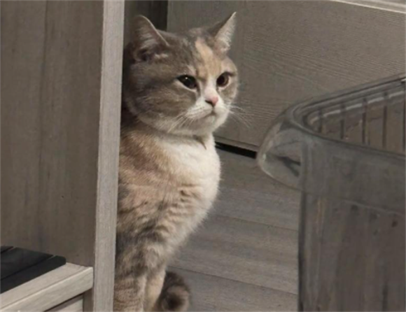 猫膀胱结晶吃什么药可以排出 猫膀胱结晶吃什么药可以排出