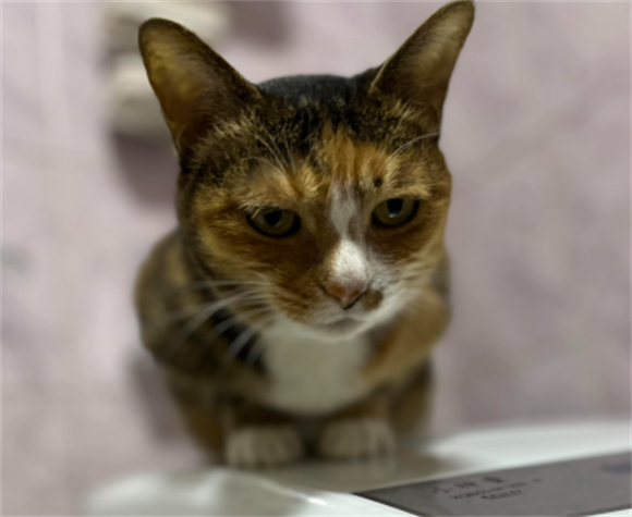 猫咪泪痕怎么消除最有效
