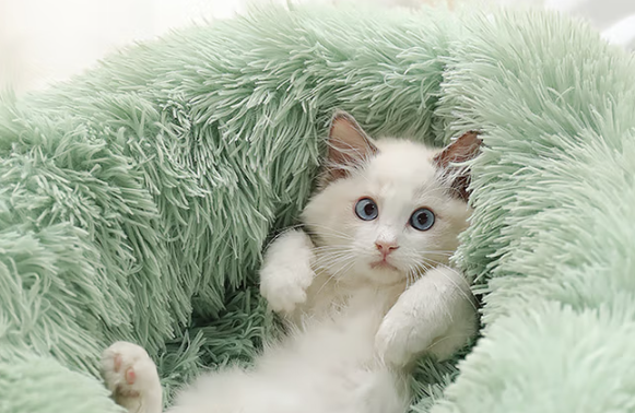 猫咪之家猫窝怎么清洗 猫咪之家猫窝怎么清洗