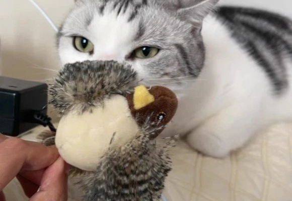 推荐好的猫玩具:瓜洲牧仿真会叫小鸟,萌宠界“捕猎快乐制造机” 推荐好的猫玩具:瓜洲牧仿真会叫小鸟,萌宠界“捕猎快乐制造机”