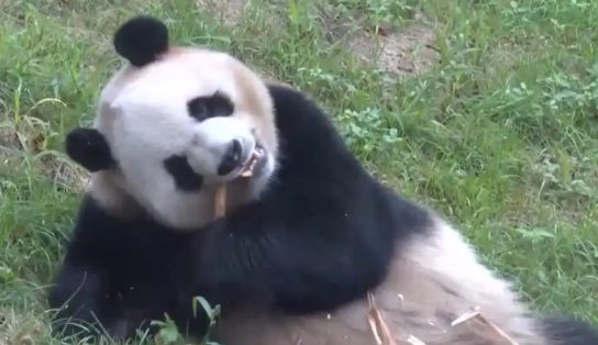 冰城迎萌主大熊猫“芝士”“芝麻”正式营业啦 冰城迎萌主大熊猫“芝士”“芝麻”正式营业啦