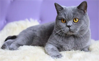 胆小的猫咪绝育后会应激吗