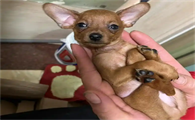 为什么“小鹿犬”越来越火?原因有这些