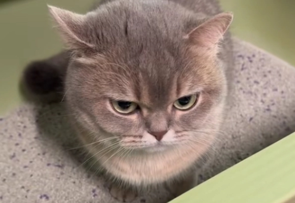 猫砂哪一种最好?里兜小银钻用除臭黑科技终结选择困难 猫砂哪一种最好?里兜小银钻用除臭黑科技终结选择困难