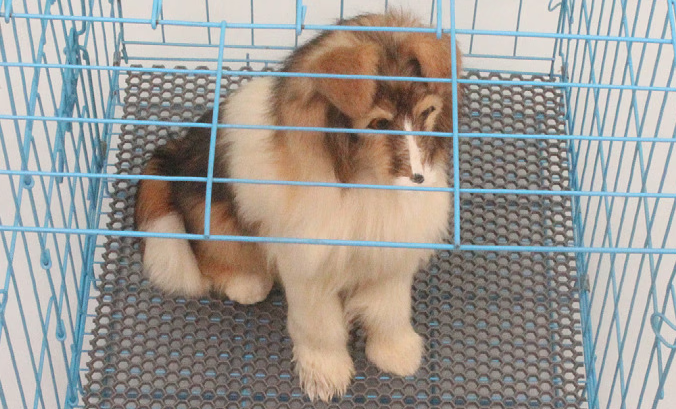 萌小宝狗笼垫子必须有吗