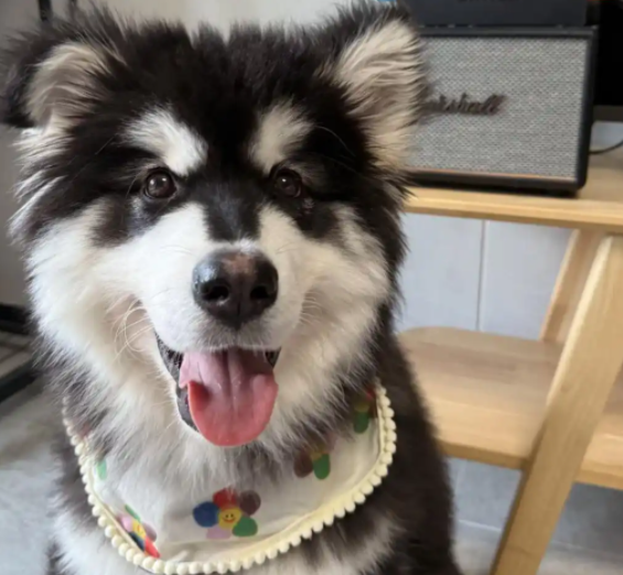 阿拉斯加雪橇犬的魅力与辛勤养护指南