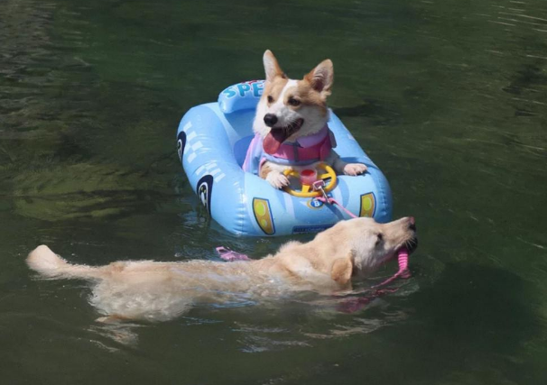 携宠溯溪热潮引爆“它经济”,宠物玩水装备销量飙升 携宠溯溪热潮引爆“它经济”,宠物玩水装备销量飙升