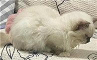 猫不明原因发热