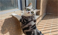 宠物猫指甲剪出血了怎么办