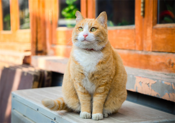 橘猫凭啥圈粉无数?这7个优点藏着答案 橘猫凭啥圈粉无数?这7个优点藏着答案