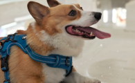 狗狗月经血变成褐色