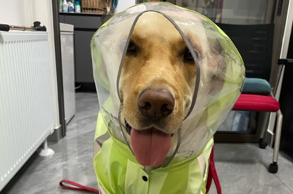 狗狗雨衣哪个品牌好？琴飞曼狗狗雨衣，质感与实用并存