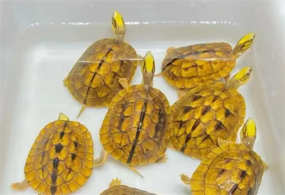 金钱龟与石金钱龟:看似相似却各有乾坤 金钱龟与石金钱龟:看似相似却各有乾坤