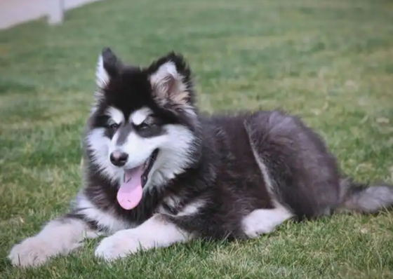阿拉斯加雪橇犬：从极地伙伴到现代工作犬