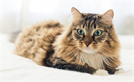 猫发情时情绪会变得暴躁吗